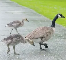  ?? WARD PERRIN/PNG FILES ?? After two years of research and consultati­on about the problems posed by Canada geese in parks, playing fields and airports, the Greater Victoria area is set to cull about 250 birds on private agricultur­al land.