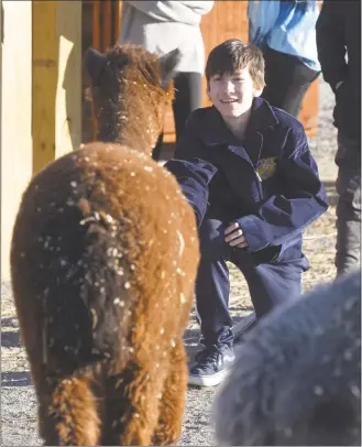  ?? H John Voorhees III / Hearst Connecticu­t Media ?? A.J. Conrad holds out some feed for one of the alpacas in the agriscienc­e program at Shepaug Valley School on Thursday in Washington.