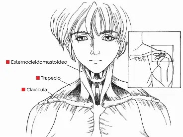 Cuello y hombros dibujo online