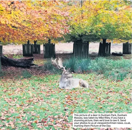  ??  ?? This picture of a deer in Dunham Park, Dunham Massey, was taken by Mike Riley. If you have a stunning picture, then we’d love to see it. Send your photos to us at viewpoints@men-news. co.uk, marking them Picture of the Day