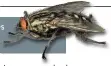  ?? FOTO: JANET GRAHAM ?? Die rooistert-vleisvlieg kan larwes op vleis laat val terwyl hulle daaroor vlieg.