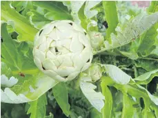  ?? HELEN CHESNUT PHOTOS ?? For clean, bug-free artichokes to consume, keep the plants washed clear of black aphids.