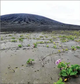  ?? DAN SLAYBACK / VIA THE NEW YORK TIMES ?? Beach morning glories grow on an island formed by volcanic activity four years ago in Tonga, in the South Pacific.