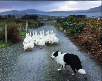  ??  ?? Donncha Lynch’s shepherd ‘Lucky’,in the rather unusual role of herding geese.