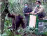  ?? AP ?? Activists open a cage to release a rehabilita­ted orangutan back into the wild at Kehje Sewen forest in East Kalimantan. —
