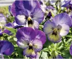  ?? Tribune News Service ?? ColorMax violas, like this variety called Icy Blue reach, about 8 inches tall with a spread of 10 inches.