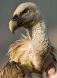  ??  ?? THREAT: The griffon vulture