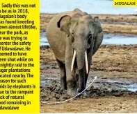  ?? MUGALAN ?? Sadly this was not to be as in 2018, Mugalan’s body was found kneeling down almost lifelike, near the park, as he was trying to reenter the safety of Udawalawe. He seemed to have been shot while on a nightly raid to the sugar plantation­s located nearby. The reason for such raids by elephants is due to the rampant lack of natural food remaining in Udawalawe