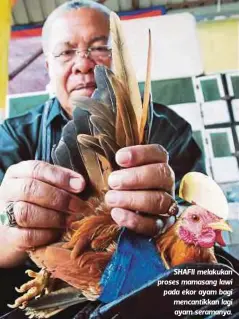  ??  ?? SHAFII melakukan proses mamasang lawi pada ekor ayam bagi mencantikk­an lagi ayam seramanya.