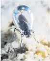  ?? CALTECH ?? An alkali fly is seen underwater inside its protective air bubble in Mono Lake.