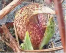  ?? SUSAN PIKE ?? Skunk cabbage spadix, buried in the middle of the purplish spathe (outer protective modified leaf).