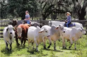  ?? JOE BURBANK/ORLANDO SENTINEL ?? Natalie Booth 14, and her brother Thomas Booth, 9, herd cattle into a pen at Doc Partin Ranch, south of St. Cloud in Osceola County on May 6. Their dad, cattle rancher Ricky Booth, talked about the impact the coronaviru­s crisis has had on his business.