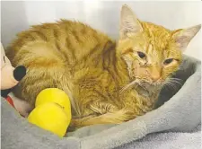  ?? PHOTOS: OTTAWA HUMANE SOCIETY ?? Gulliver, a oneyear-old orange tabby, is recovering at the Ottawa Humane Society after being found with “horrendous wounds” to his jaw.