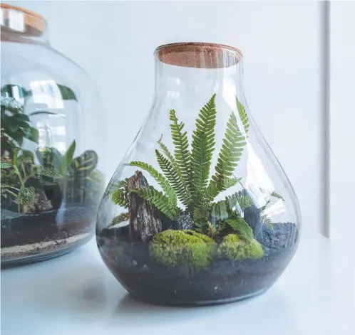  ?? ?? Replicate the tropical oasis of Far North Queensland in miniature by creating a terrarium.