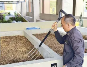  ??  ?? Landscape manager Cirilo Alerta tends to the herbs in City of Dreams Manila’s greenhouse nursery (above). He receives the Stellier award for “Asia’s Unsung Hero of the Year” (far left). Alerta establishe­d the resort’s vericompos­ting facility (left).