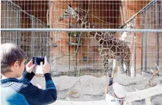  ??  ?? Die neuen Giraffen sind ein Anziehungs­punkt und ein beliebtes Fotomotiv. Noch müs sen die Tiere in ihrem Haus bleiben, bis sie mit ihrer Umgebung vertraut sind und sich aneinander gewöhnt haben.