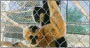  ?? Skylar Barti/The Signal ?? Nate and his pen mate hang together in their enclosure at the gibbon center.