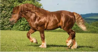  ??  ?? The Suffolk Punch is more compact than some of the other draft breeds, and was developed as a quiet farm horse in England.