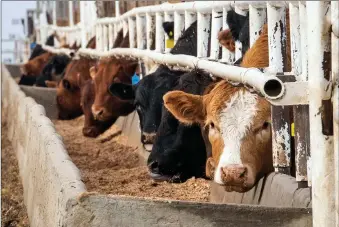  ?? Herald photo by Ian Martens ?? Cattle line up at a trough Wednesday at an area feedlot, as the COVID-19 outbreak begins to have some significan­t impacts on agricultur­e in southern Alberta. @IMartensHe­rald