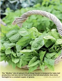  ?? LYNDA HALLINAN/STUFF ?? The ‘‘Medley’’ mix of spinach (from Kings Seeds) is designed for baby leaf production, but you can let them grow into full-sized plants. Sow every fortnight for a constant supply of greens.