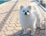  ?? CAROL ARLOTTA/COURTESY ?? Over 200 people wanted to adopt Brody, a Pomeranian.