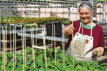  ?? Foto: Sandra Kraus ?? Bayerns Gärtnereie­n haben seit Montag wieder geöffnet. Ulrike Remmele von der Günzburger Gärtnerei Frischholz ist froh, dass die Kunden wieder kommen und das Sommerange­bot mit Blumen- und Gemüsepfla­nzen kaufen können.