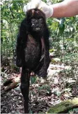  ?? Reprodução ?? Primeiro macaco bugio encontrado morto no Horto Florestal, em outubro do ano passado