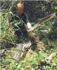  ??  ?? HOLD IT: Stuart Douglass captures a scrub python.