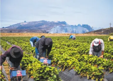  ?? Photos by Nic Coury / Special to The Chronicle ?? Farmworker­s pick strawberri­es at Swanton Berry Farm in Pescadero as smoke from a fire rises in the hills.