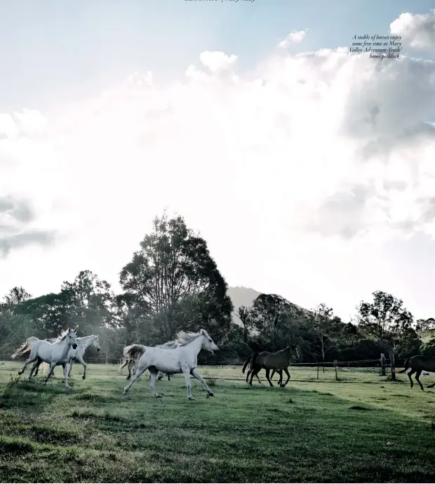  ??  ?? A stable of horses enjoy some free time at Mary Valley Adventure Trails’ home paddock .