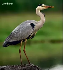  ??  ?? Grey heron