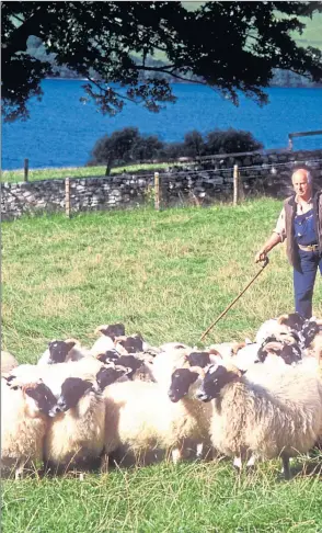  ??  ?? Mervyn Knox-browne at work with some of his flock of blackface sheep at his farm on the banks of Loch Tay