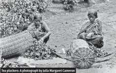  ?? ?? Tea pluckers: A photograph by Julia Margaret Cameron