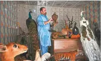  ?? AFP ?? ■ Taxidermis­t Jahangir Khan Jadoon holds a stuffed bird at his workshop in Lahore. Jadoon sees his craft as an art and a vital way to console those in pain.