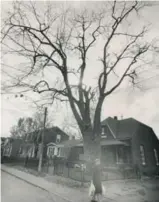  ?? FRANK LENNON ?? The Leslievill­e silver maple was fabled to have inspired “The Maple Leaf Forever.”