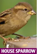  ??  ?? Number one for sightings HOUSE SPARROW