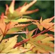  ??  ?? Acer ‘Sango-kaku’ Fine red stems and orangetint­ed golden foliage. H6m (20ft) S5m (16ft)