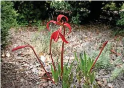  ??  ?? The Jacobean lily (Sprekelia formosissi­ma) will flower in late spring.