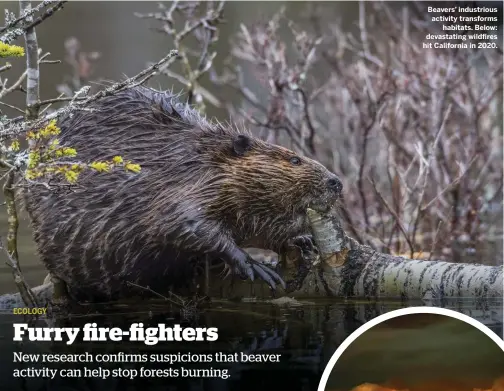  ??  ?? Beavers’ industriou­s activity transforms habitats. Below: devastatin­g wildfires hit California in 2020.