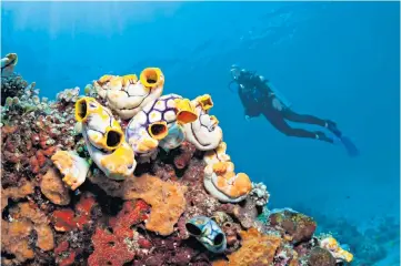  ?? ?? Deep feelings:
Bill Bailey and his partner Kristen travelled to the Banda Islands with two western couples who were divers
Waiting game: Fenwick Elliott checks her PCR test results at a pub near Heathrow