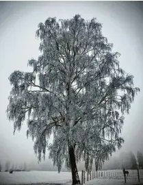  ?? Foto: Michael Straub ?? Atempause für die Natur und Zeit, sich warm anzuziehen: Die eiskalte Winterimpr­ession bei Langerring­en stammt von Michael Straub aus Graben.