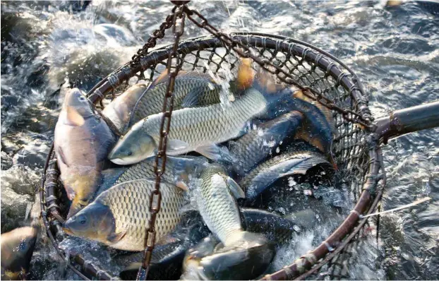  ?? Foto: Alexander Klemm ?? Am Dienstag begann in Lübeck der Deutsche Fischereit­ag. Im Fokus der Fischindus­trie stehen der Brexit und die Fangquoten. Doch auch die Auswirkung­en des Klimawande­ls werden die Fischer zukünftig stärker beachten müssen.