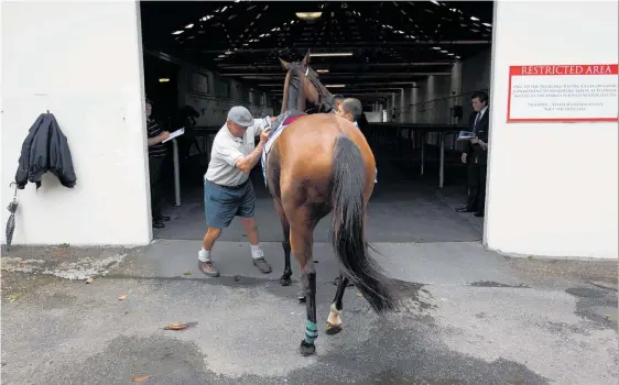  ?? Photo / Dean Purcell ?? Kevin Crampton at Ellerslie. He famously always wears shorts, even in winter.