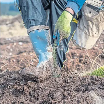  ??  ?? STEP BY STEP: The guide aims to boost the rate of tree planting across the country.