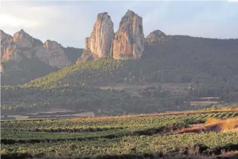  ??  ?? Viñedos de Bodegas Muga, cerca de Haro