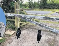  ??  ?? SICKENING Two dead crows were left hanging on Chris’s gate