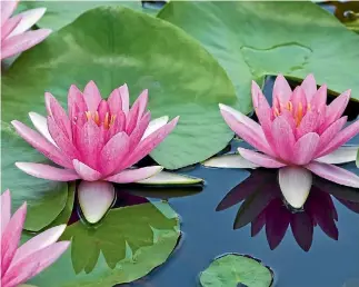  ?? SATTAPAPAN TRATONG/123RF ?? Floating waterlily leaves provide protection from birds for goldfish and frogs. Encourage more blooms by cutting off dying flowers. Follow the stem down as far as it goes; either cut it or snap if off with your fingers.