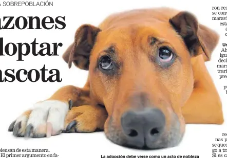  ??  ?? La adopción debe verse como un acto de nobleza que trae grandes recompensa­s tanto a los amos como a sus nuevos compañeros.