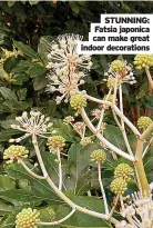  ?? ?? STUNNING: Fatsia japonica can make great indoor decoration­s
