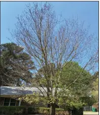  ?? (Special to the Democrat-Gazette) ?? The upper branches of this cold-damaged red maple tree are taking their time leafing out.